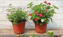 奶弓最新爆料视频大全集,揭秘幕后真相与精彩瞬间