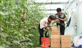 新瓜最新爆料河北,揭秘背后惊人真相